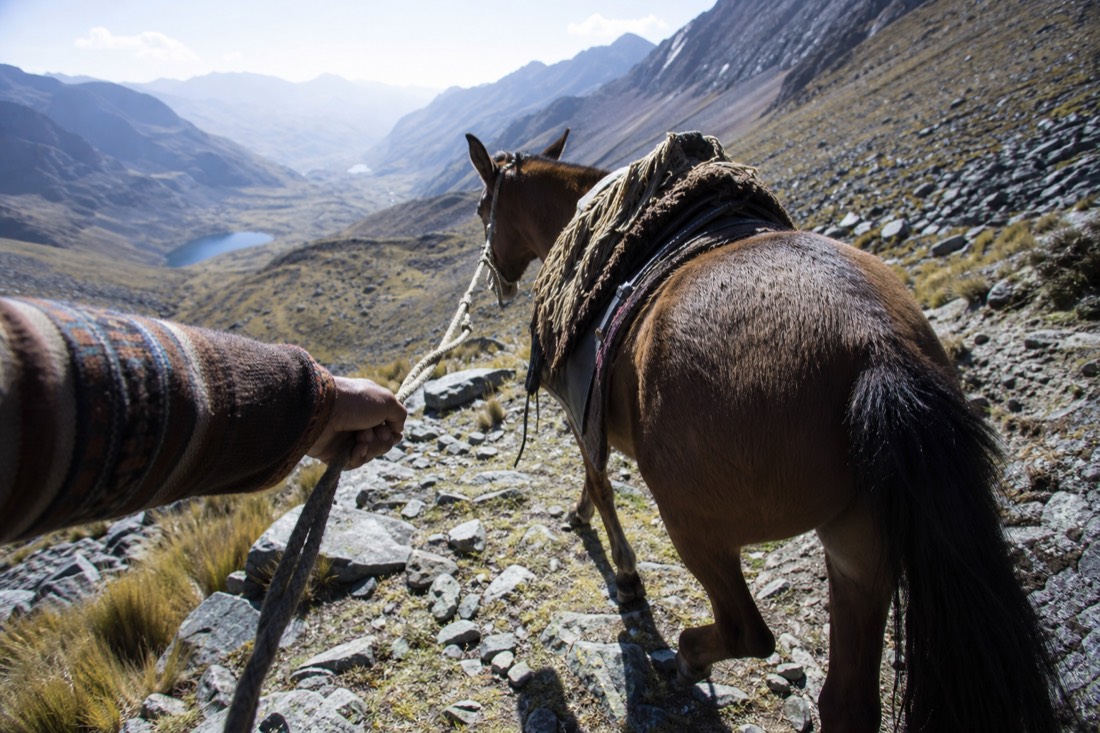 A local handler's hand holding a lead rope guiding a riderless Andean trail horse up a rocky path, alpine scree and grass, distant valley below, no faces